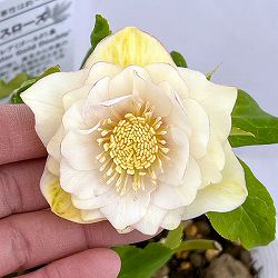 松村ナーセリーさんのクリスマスローズ：26-91／5号ポット【現品販売】