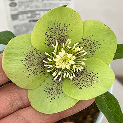 松村ナーセリーさんのクリスマスローズ：26-92/シングル　グリーンスポット４号ロングポット【現品販売】