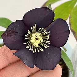 松村ナーセリーさんのクリスマスローズ：26-94シングル　ブラック/４号ロングポット【現品販売】