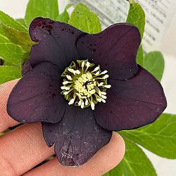 松村ナーセリーさんのクリスマスローズ：26-95シングル　ブラック/4号ロングポット【現品販売】