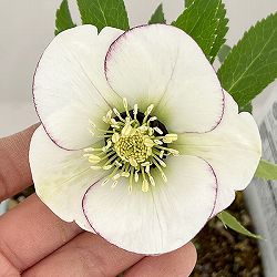 松村ナーセリーさんのクリスマスローズ：26-96シングル　ホワイトピコティ/４号ロングポット【現品販売】