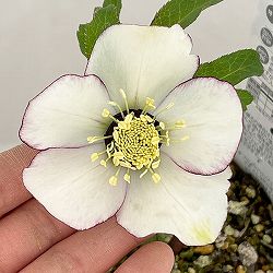 松村ナーセリーさんのクリスマスローズ：26-98シングル　ホワイトピコティ/４号ロングポット【現品販売】