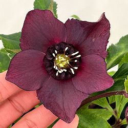 クリスマスローズ：ベルギー育種　セミダブルブラック26-01／4.5号ポット【現品販売】