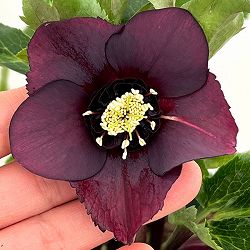 クリスマスローズ：ベルギー育種　セミダブルブラック26-04／4.5号ポット【現品販売】