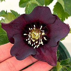 クリスマスローズ：ベルギー育種　セミダブルブラック26-06／4.5号ポット【現品販売】