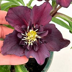 クリスマスローズ：ベルギー育種　セミダブルブラック26-07／4.5号ポット【現品販売】