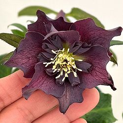 クリスマスローズ：ベルギー育種　セミダブルブラック26-12／4.5号ポット【現品販売】