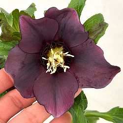 クリスマスローズ：ベルギー育種　セミダブルブラック26-13／4.5号ポット【現品販売】