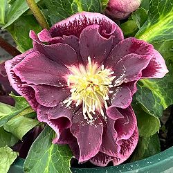 クリスマスローズ：ベルギー育種　ダブルオーバージーンホワイトエッジ26-03／4.5号ポット【現品販売】