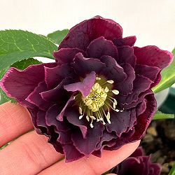 クリスマスローズ：ベルギー育種　ダブルオーバージーンホワイトエッジ26-04／4.5号ポット【現品販売】