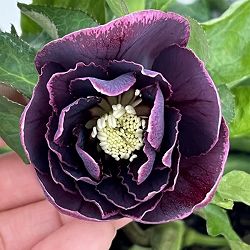 クリスマスローズ：ベルギー育種　ダブルオーバージーンホワイトエッジ26-11／4.5号ポット【現品販売】