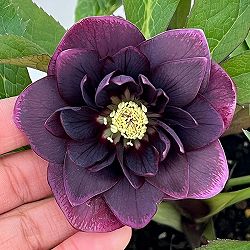 クリスマスローズ：ベルギー育種　ダブルオーバージーンホワイトエッジ26-12／4.5号ポット【現品販売】