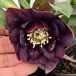 クリスマスローズ：ベルギー育種　ダブルオーバージーンホワイトエッジ26-13／4.5号ポット【現品販売】