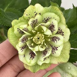 クリスマスローズ：ベルギー育種　ダブルグリーン26-01／4.5号ポット【現品販売】