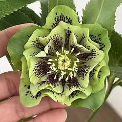 クリスマスローズ：ベルギー育種　ダブルグリーン26-04／4.5号ポット【現品販売】