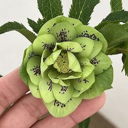 クリスマスローズ：ベルギー育種　ダブルグリーン26-05／4.5号ポット【現品販売】