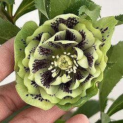 クリスマスローズ：ベルギー育種　ダブルグリーン26-07／4.5号ポット【現品販売】