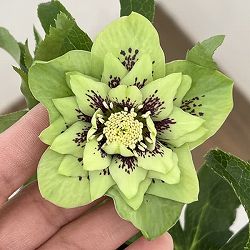 クリスマスローズ：ベルギー育種　ダブルグリーン26-08／4.5号ポット【現品販売】