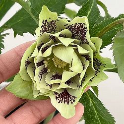 クリスマスローズ：ベルギー育種　ダブルグリーン26-12／4.5号ポット【現品販売】