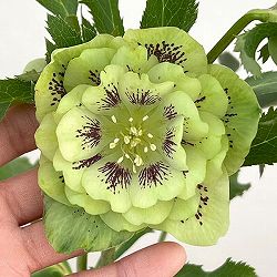 クリスマスローズ：ベルギー育種　ダブルグリーン26-13／4.5号ポット【現品販売】