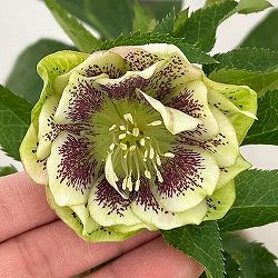 クリスマスローズ：ベルギー育種　ダブルグリーン26-14／4.5号ポット【現品販売】