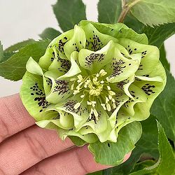 クリスマスローズ：ベルギー育種　ダブルグリーン26-16／4.5号ポット【現品販売】