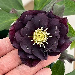 クリスマスローズ：ベルギー育種　ダブルブラック26-01／4.5号ポット【現品販売】