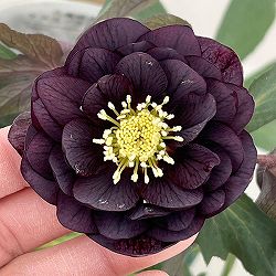 クリスマスローズ：ベルギー育種　ダブルブラック26-03／4.5号ポット【現品販売】