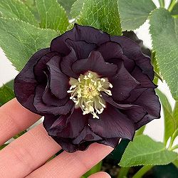 クリスマスローズ：ベルギー育種　ダブルブラック26-06／4.5号ポット【現品販売】