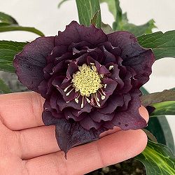 クリスマスローズ：ベルギー育種　ダブルブラック26-09／4.5号ポット【現品販売】