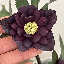 クリスマスローズ：ベルギー育種　ダブルブラック26-11／4.5号ポット【現品販売】