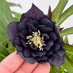 クリスマスローズ：ベルギー育種　ダブルブラック26-12／4.5号ポット【現品販売】