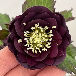 クリスマスローズ：ベルギー育種　ダブルブラック26-15／4.5号ポット【現品販売】