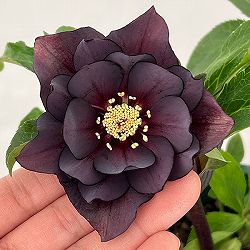 クリスマスローズ：ベルギー育種　ダブルブラック26-16／4.5号ポット【現品販売】