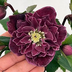 クリスマスローズ：ベルギー育種　ダブルレッドホワイトエッジ26-01／4.5号ポット【現品販売】