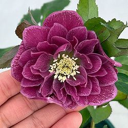 クリスマスローズ：ベルギー育種　ダブルレッドホワイトエッジ26-02／4.5号ポット【現品販売】