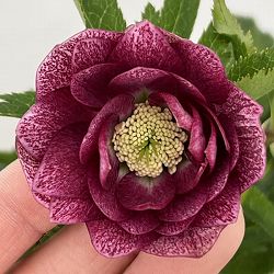 クリスマスローズ：ベルギー育種　ダブルレッドホワイトエッジ26-03／4.5号ポット【現品販売】