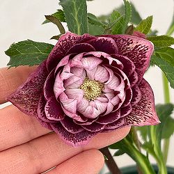 クリスマスローズ：ベルギー育種　ダブルレッドホワイトエッジ26-04／4.5号ポット【現品販売】