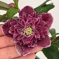 クリスマスローズ：ベルギー育種　ダブルレッドホワイトエッジ26-07／4.5号ポット【現品販売】