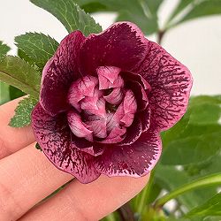 クリスマスローズ：ベルギー育種　ダブルレッドホワイトエッジ26-10／4.5号ポット【現品販売】