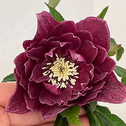 クリスマスローズ：ベルギー育種　ダブルレッドホワイトエッジ26-11／4.5号ポット【現品販売】