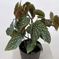 ベゴニア：シルバーマスコット　4号