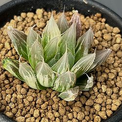 ハオルチア：ダビディ錦　2.5号鉢植え