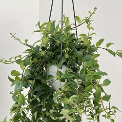 エスキナンサス：アダンソニー　5号吊り鉢