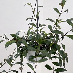 エスキナンサス：ブラックパゴダ　5号吊り鉢