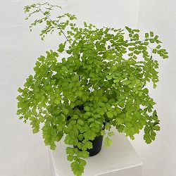 アジアンタム：フラグランス　4号鉢植え*