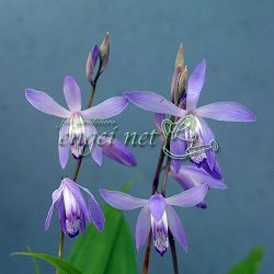 シラン：青花3号ポット*