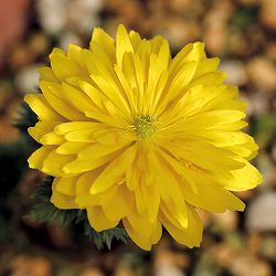 フクジュソウ(福寿草）：七変化（シチヘンゲ）実生2.5号ポット