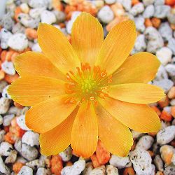 フクジュソウ(福寿草）：日之出（ヒノデ）実生2.5号ポット