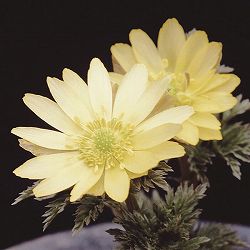 フクジュソウ(福寿草）：秩父白（チチブシロ）実生2.5号ポット